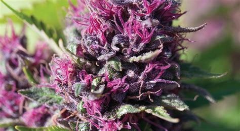 Indian landrace strain allbud. Things To Know About Indian landrace strain allbud. 